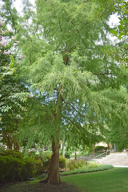 Montezuma cypress tree