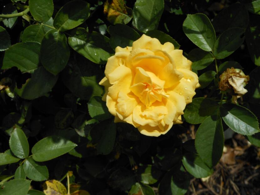 Julia Child is a fragrant, modern floribunda rose that produces plenty of blooms.