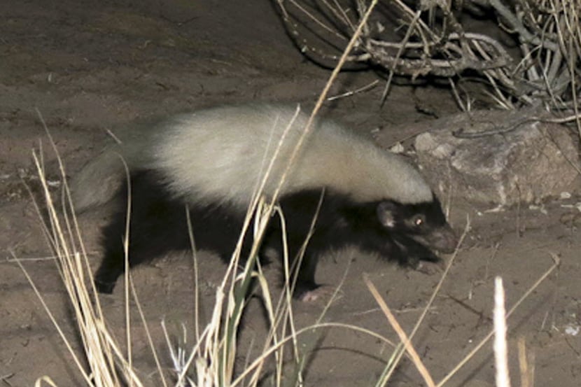A hog-nosed skunk is seen near a campsite in the Grand Canyon in Arizona in this photo made...