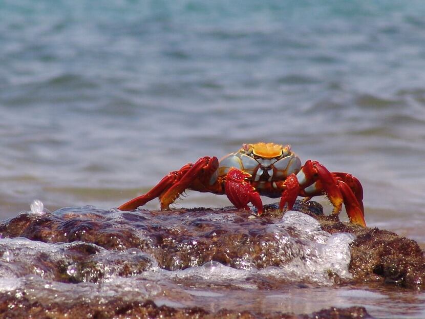 
Colorful Sally Lightfoot crabs are another species that delights visitors to the Galápagos.


