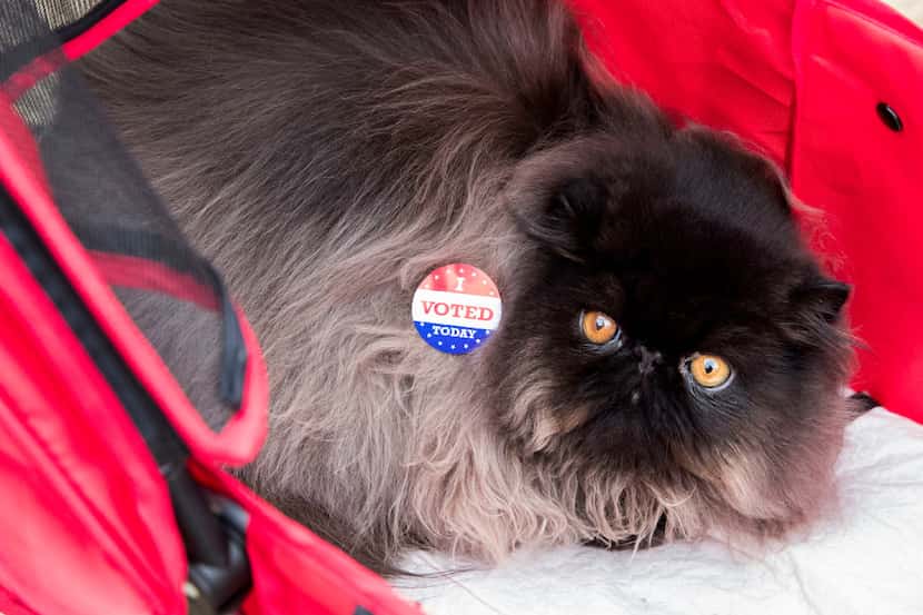 James Bond, a 8 month old Black Solid Persian, wears a "I Voted" sticker put on by his owner...
