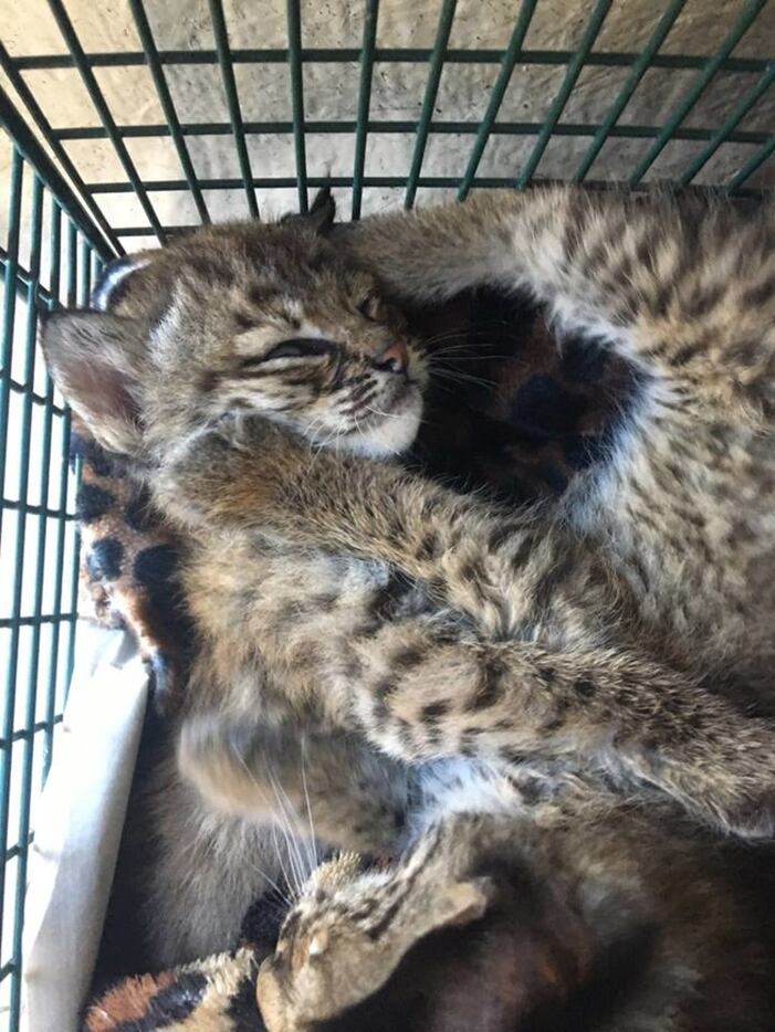 A San Antonio family took in a pair of bobcat kittens they thought were domestic kittens.