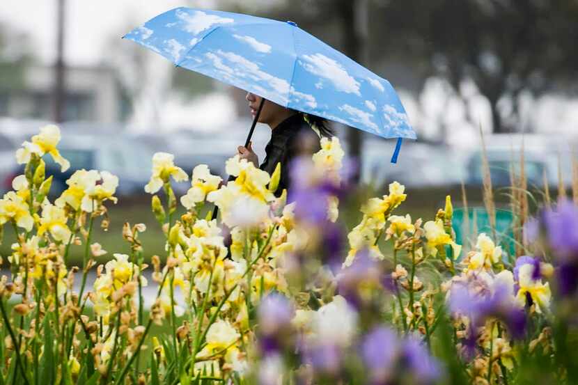 Spring flowers gave way to umbrellas on the University of Texas at Dallas campus in...