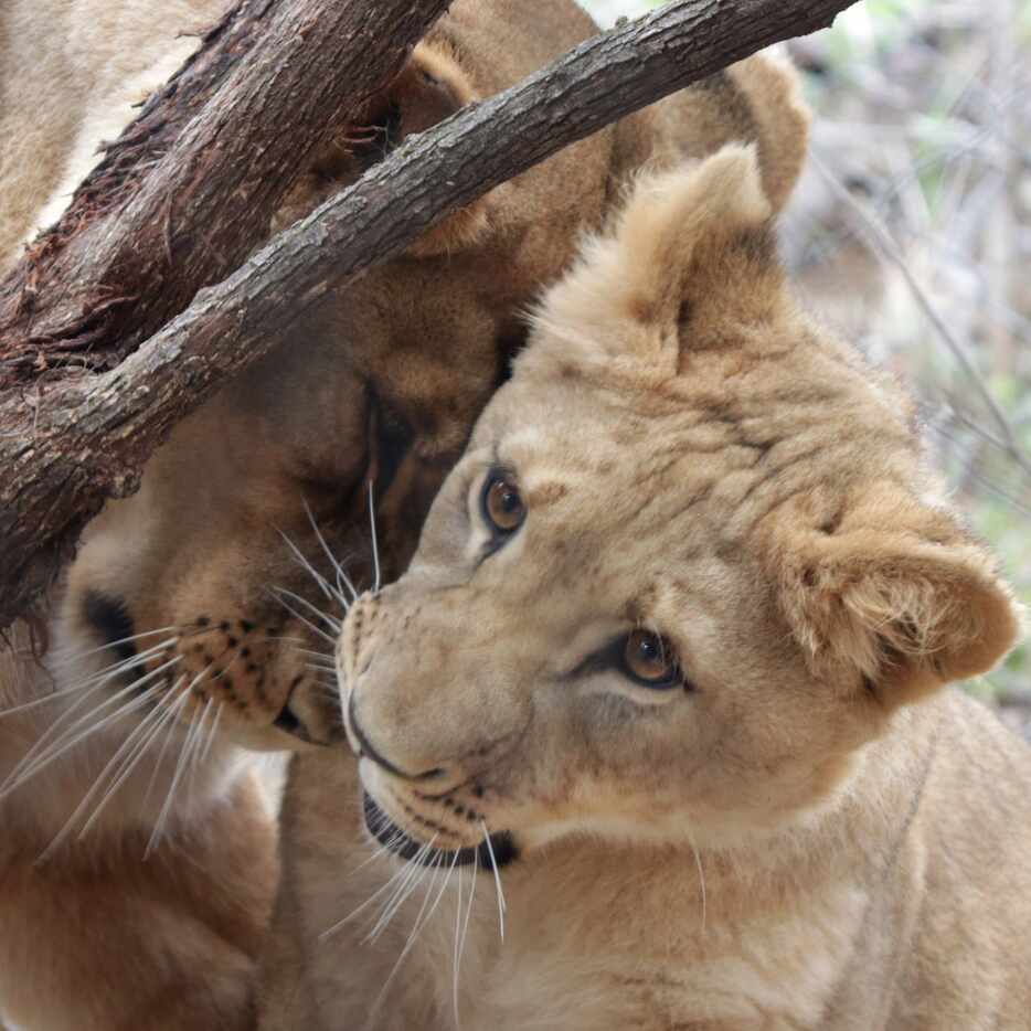 Lina nuzzles Bahati, her 1-year-old lion cub, at the Dallas Zoo. Bahati is the first lion...