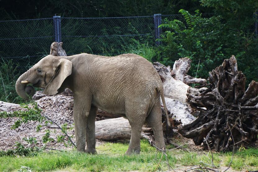 The elephants at the Dallas Zoo enjoy eating browse in Dallas, Texas on Friday, July 8,...