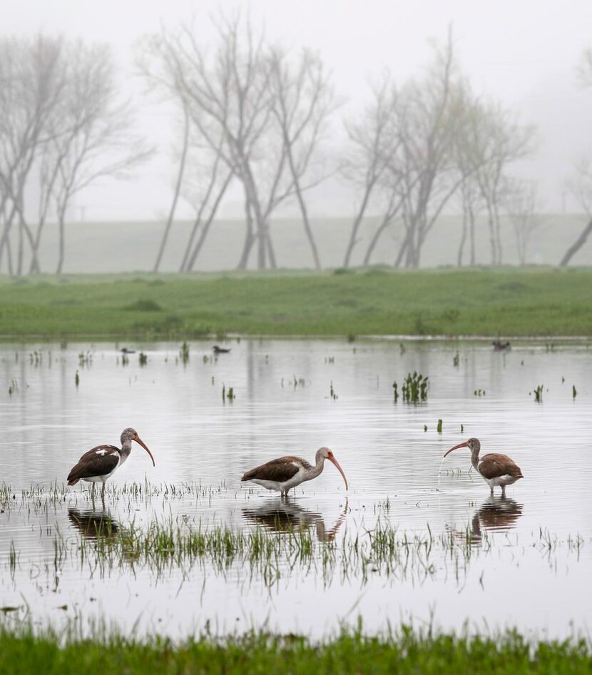 
Water birds search for food near the Trinity River. A century or more ago, spring would...