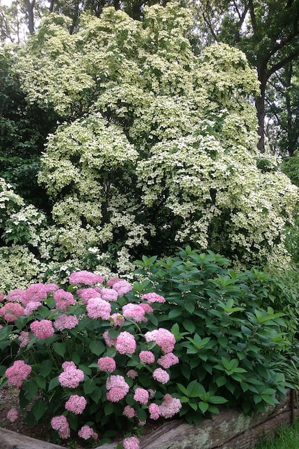 'Empress of China' Dogwood