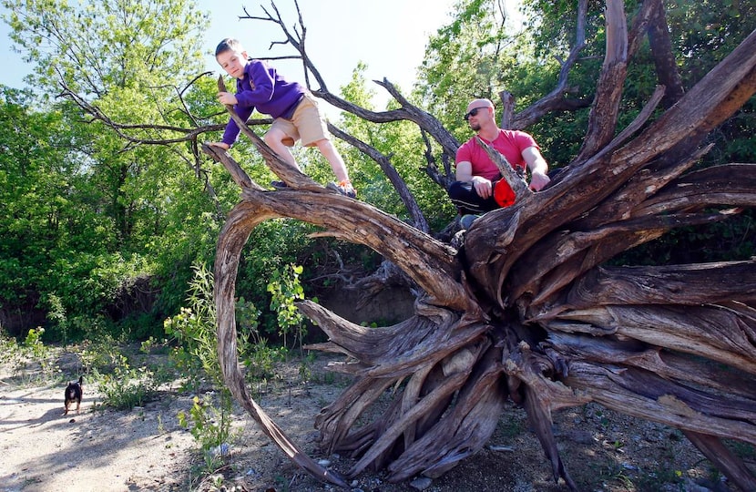 
Levi Reynolds, 6, climbs the roots of a fallen tree under the watchful eye of his father,...