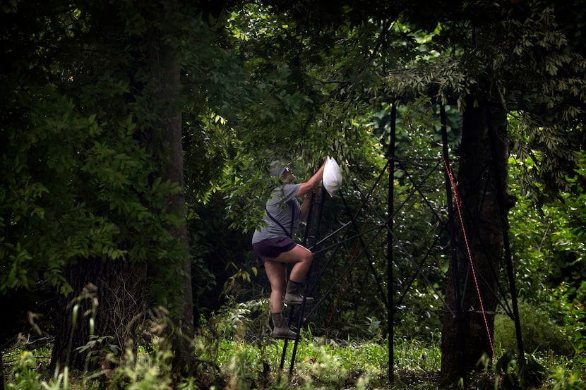 Raptor biologist Heather Bullock, a volunteer with Blackland Prairie Raptor Center in Lucas,...