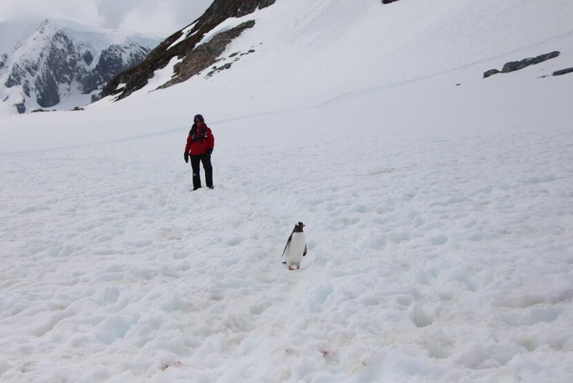 Visitors to Antarctica can have close encounters with penguins and other wildlife. 