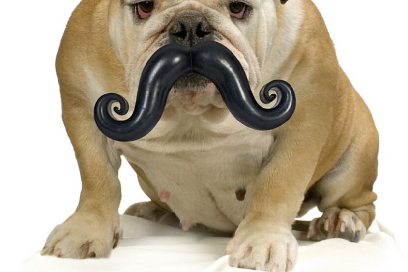 The pooch can go incognito with the Humunga Stache from Moody Pet. It has a rubber ball on...