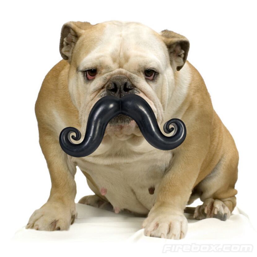 The pooch can go incognito with the Humunga Stache from Moody Pet. It has a rubber ball on...