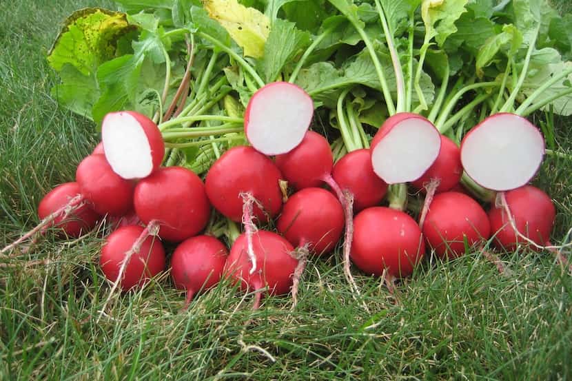 Radish Roxanne from All American Selections 