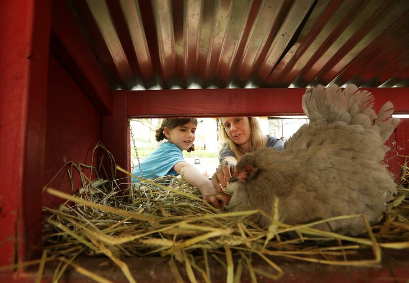 Seven-year-old Joplin Ramos, left, and Casey Cutler check for eggs in a chicken coop at...