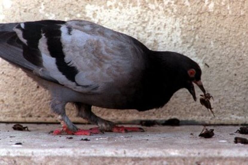 A pigeon feasts on a pile of dead crickets late Friday afternoon at Union Station in...