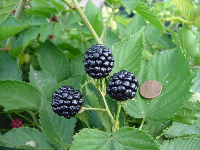 Natchez blackberries are very large, averaging a third of an ounce each.