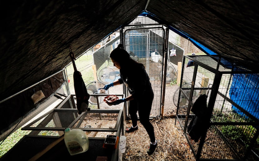 Staff wildlife specialist Amaris Riddle feeds animals in one of the outdoor "boot camp"...