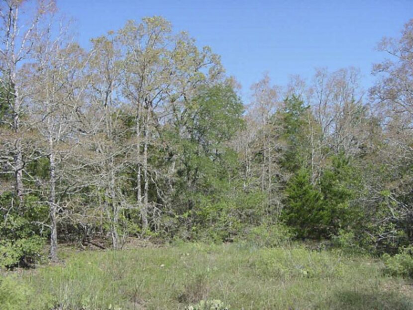 A landscape photograph shot in Central Texas, where the red katydid outbreak is occurring,...