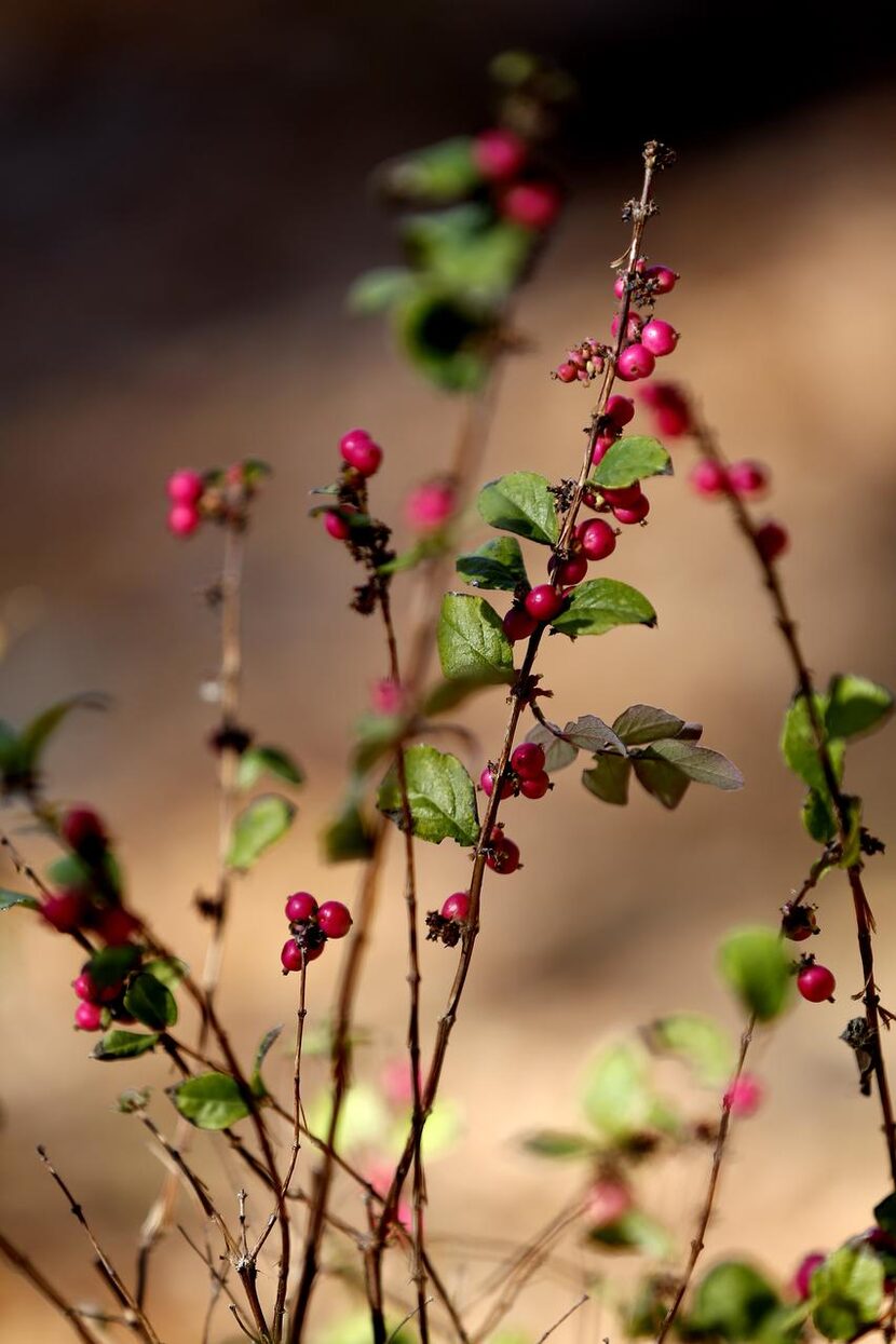 Coralberry  (left) and inland sea oats (right) are included in the urban polyculture area...