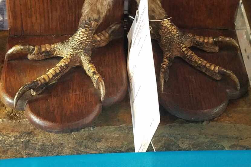 Raptor talons that were found up for sale on internet forums and online marketplaces. Texas...