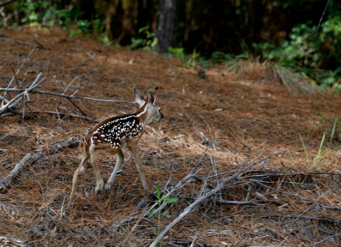 On wobbly legs, a newborn whitetail fawn heads for the woods after its mother bolted across...