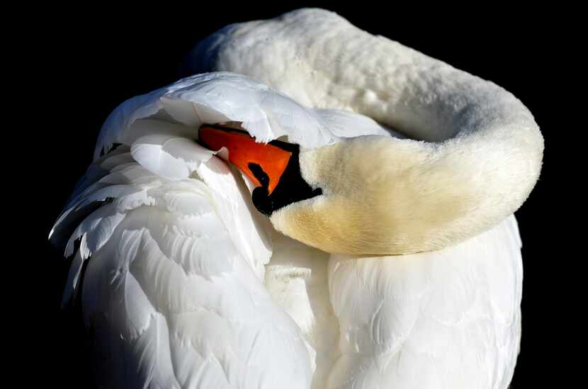  A mute swan cleans its plumage on the river Havel in Potsdam, eastern Germany, on March 18,...
