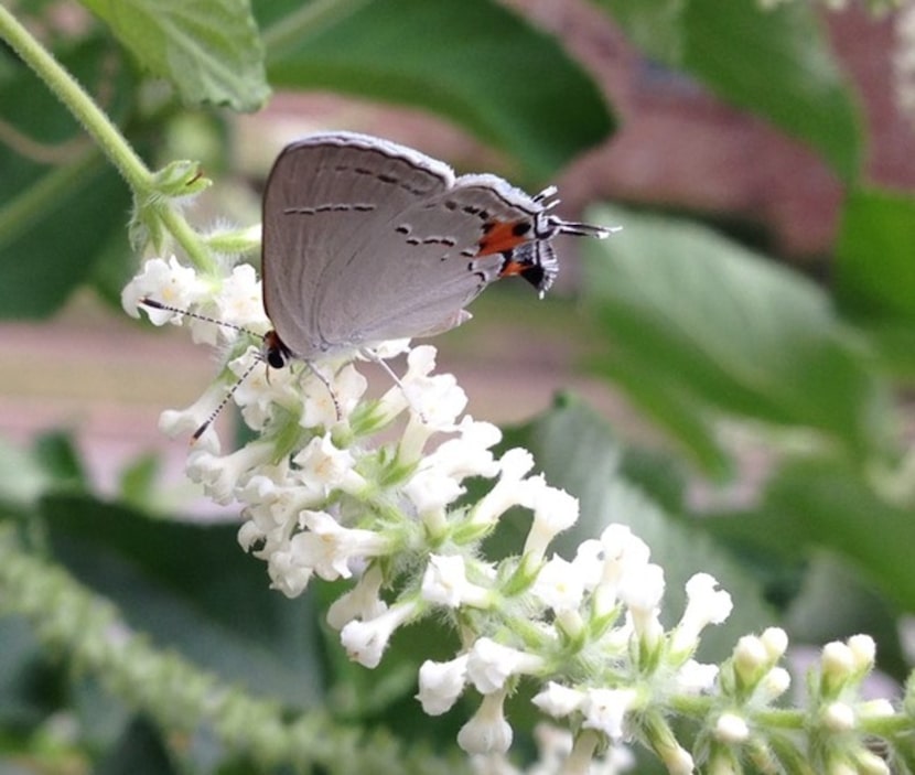 Almond verbena attracts a hairstreak butterfly.