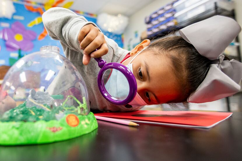 Pre-kindergarten student Angelina Vera uses a magnifying glass to get a better look of a...