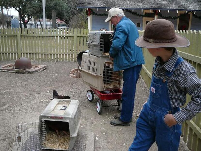 
Flanagan, who raises exhibition Rhode Island Reds, donated 10 hens and one rooster to...