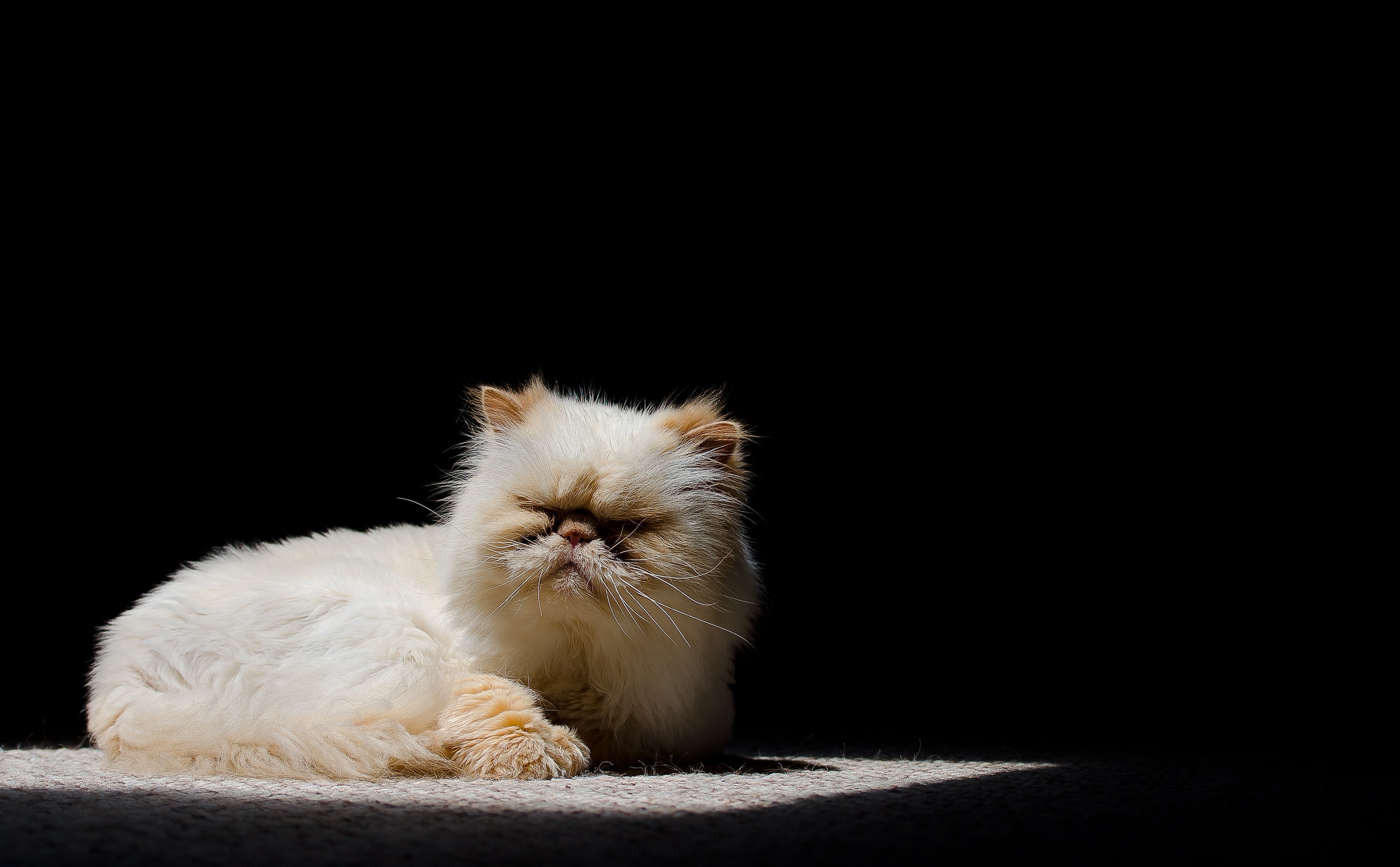 "Give a cat a patch of sunlight and he's content" said David Downs of his photo titled...