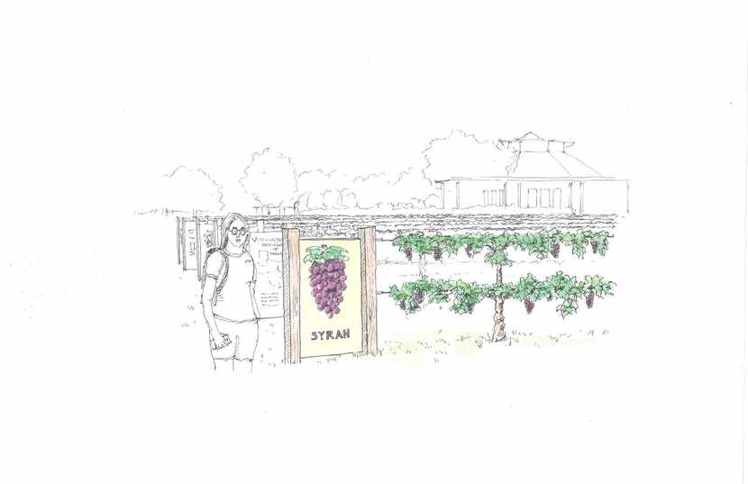 
The Leach Teaching Gardens at Texas A&M University will include a grape vineyard.
