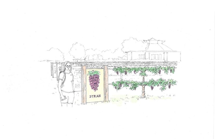 
The Leach Teaching Gardens at Texas A&M University will include a grape vineyard.
