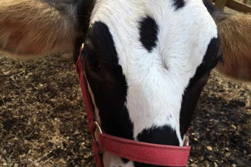 Jazmine (Jazzy) the cow will be offering free hugs at Greenville Avenue Pizza Company on...