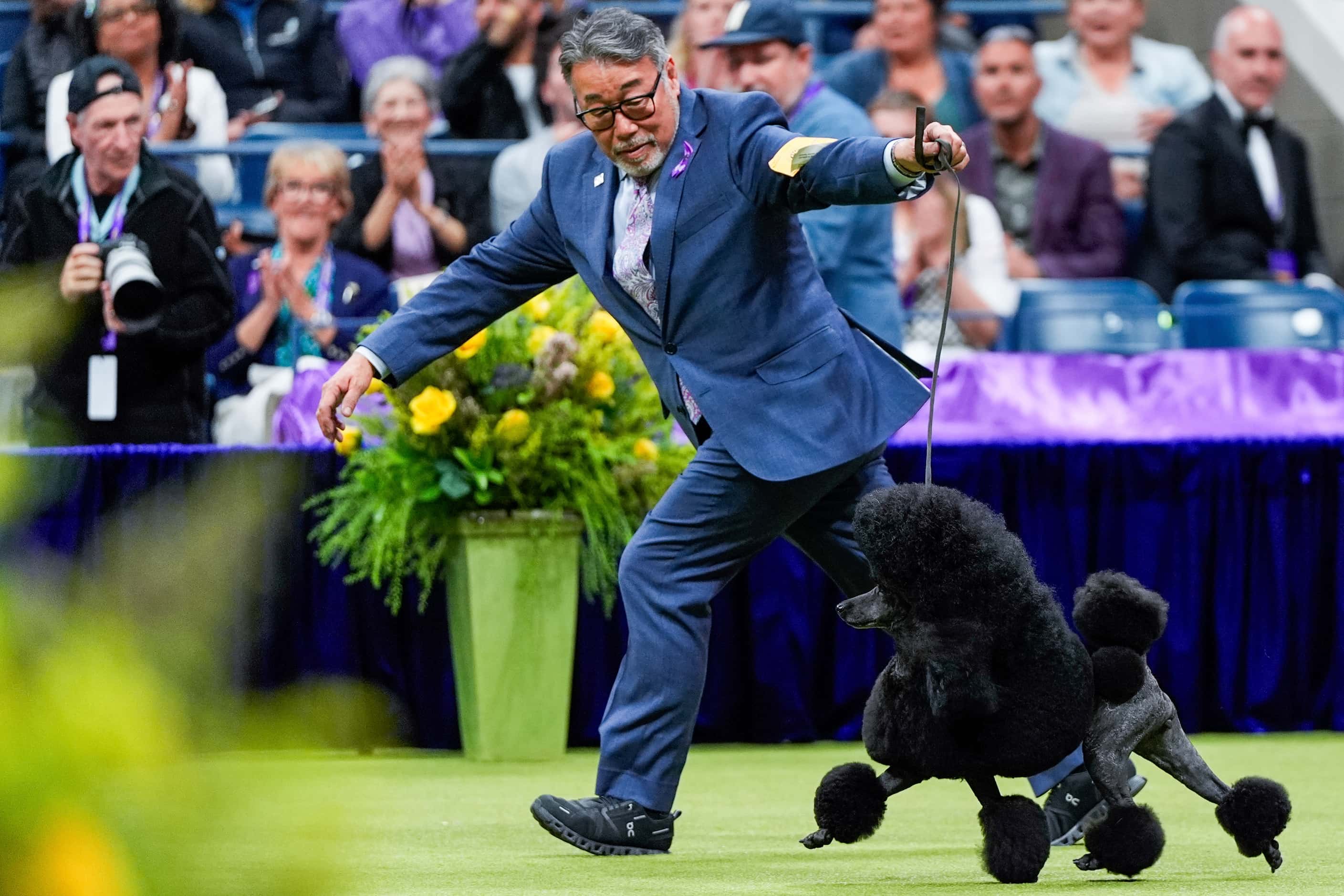 Sage, a miniature poodle, competes with handler Kaz Hosaka in the best in show competition...