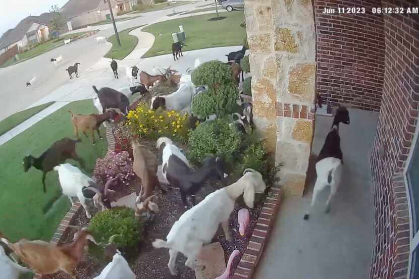 About 40 goats eat flowers and bushes in Phuong Ly's yard on June 11 around 6 a.m. Ly is a...