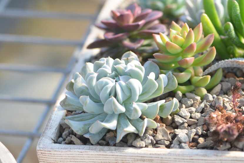 Scientific studies have shown that plants — like these succulents at Home Grown Plants in...