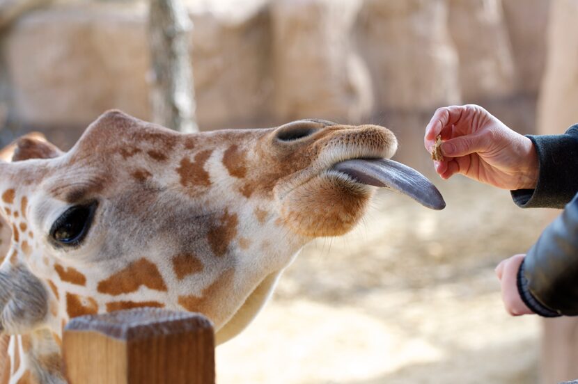 A giraffe at The Dallas Zoo stretches for some food in Ben O'Neal's photo "On the Tongue."