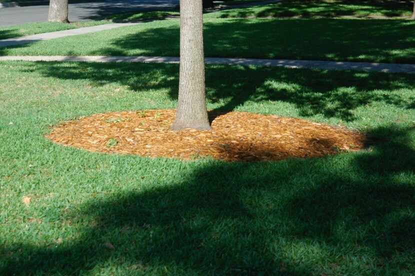 Tree planted and mulched correctly, with no water dike, wrapping or staking. 