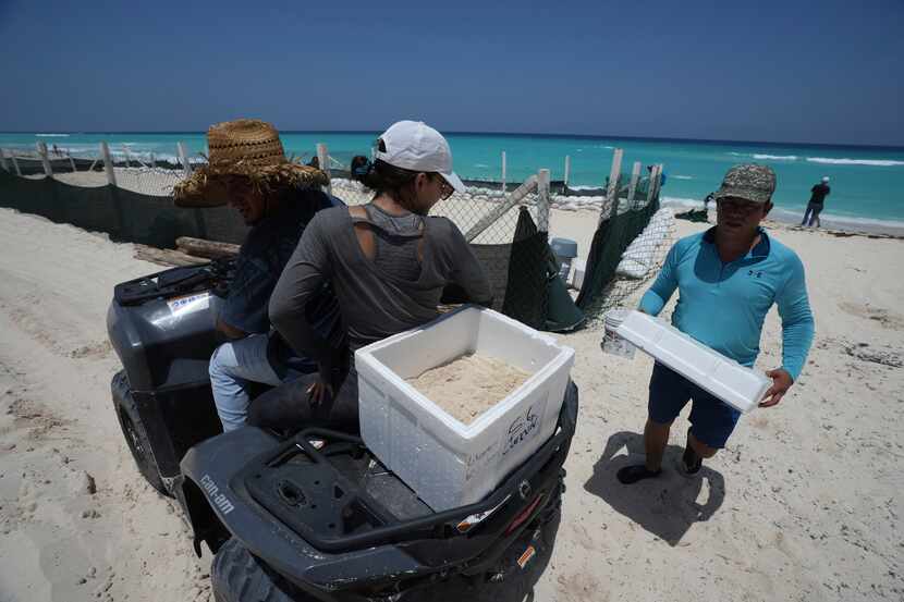 Funcionarios trasladan huevos de tortuga desde una playa para protegerlos de la llegada...