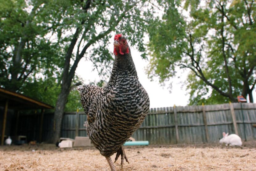 Penny, a one-eyed rescue hen lives at the Denton Rabbit Rescue. The City of Denton is going...