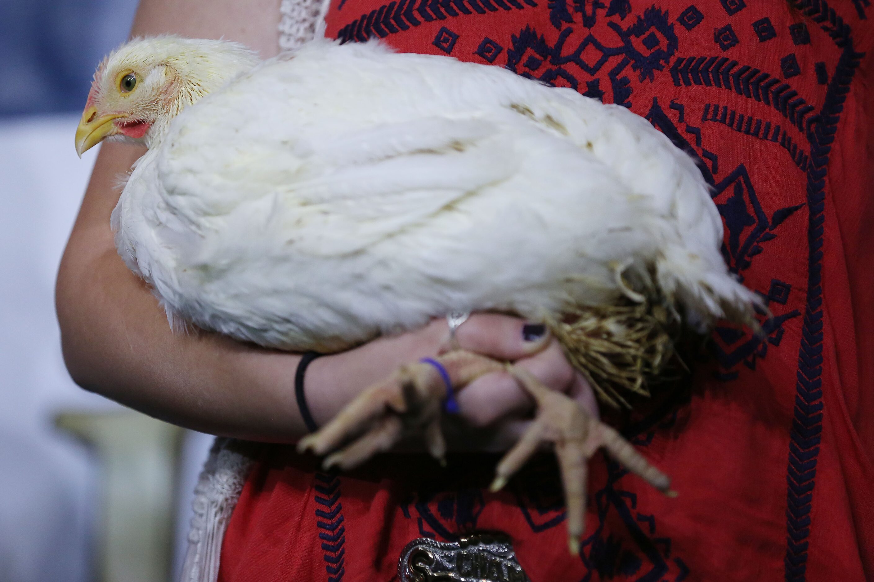 Abbigail LeBlanc holds her grand champion broiler during the State Fair of Texas Youth...