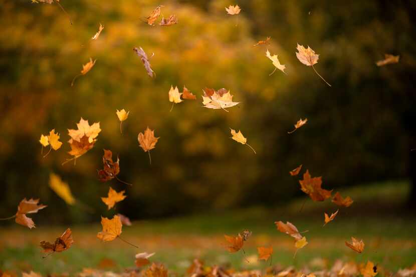 El otoño, época del año que se caracteriza por la caída de las hojas de los árboles,...