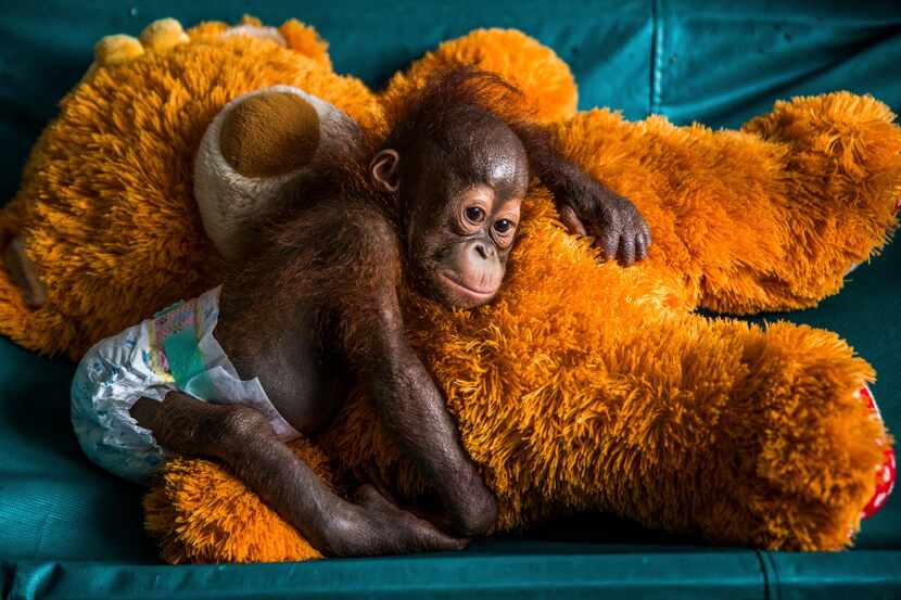 An orangutan rests on top of a teddy bear in Indonesia. 