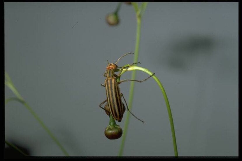 Humans should not handle blister beetles, including the striped species. They exude a...