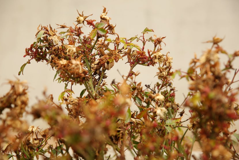 Many of the rose bushes outside of Waxahachie City Hall have the virus called "rose rosette." 