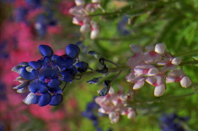 
Pink bluebonnets grow among the more familiar blue blooms in Bryan. Other colors, from...