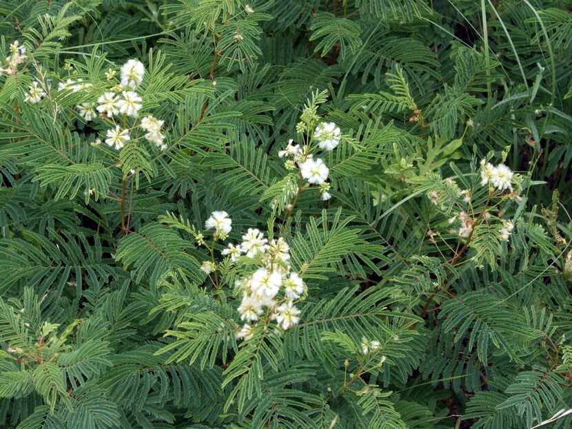
Fern acacia is a 1-4 ft., rounded sub-shrub with feathery, deciduous foliage and white,...