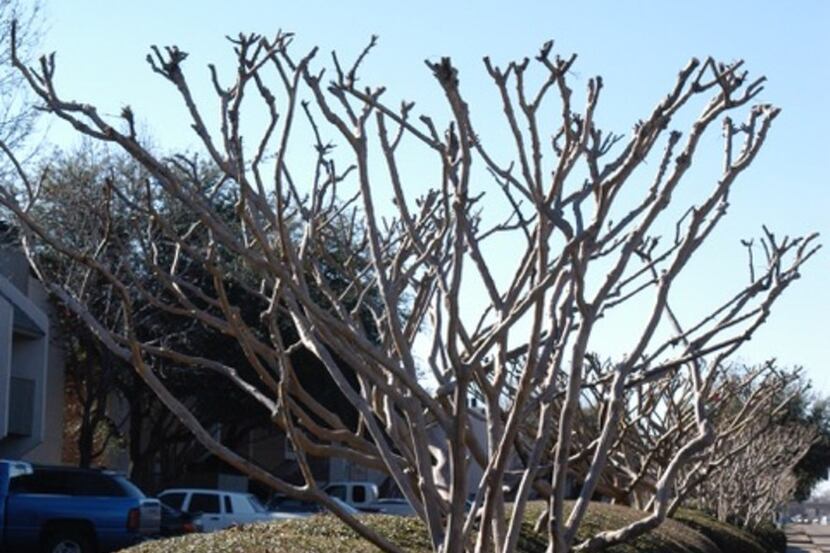 Improper crape myrtle pruning wastes time and money, looks ugly and hurts flower production. 