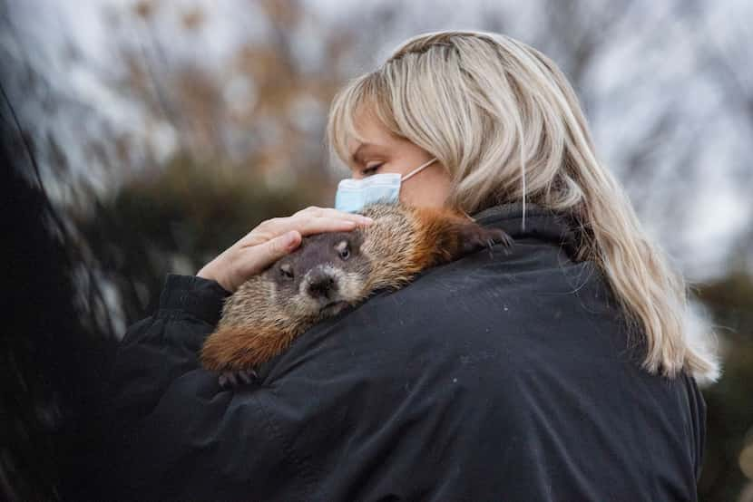 Handler Courtney Pineda held Arboretum Annie after the ground hog predicted six more weeks...