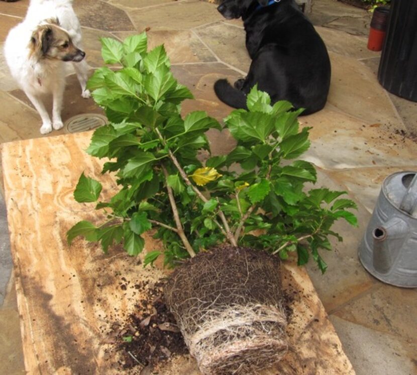 Most container-grown plants, especially trees, are root-bound when purchased. 